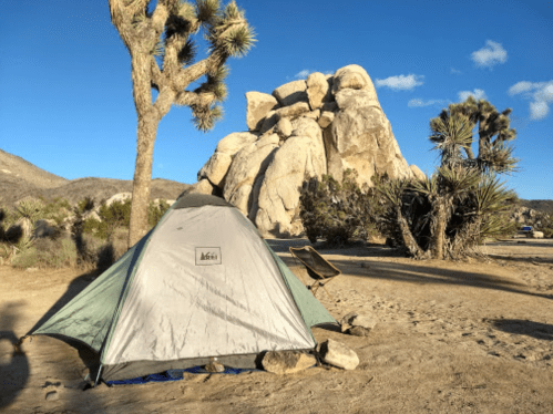 A tent set up near large rock formations and Joshua trees under a clear blue sky.