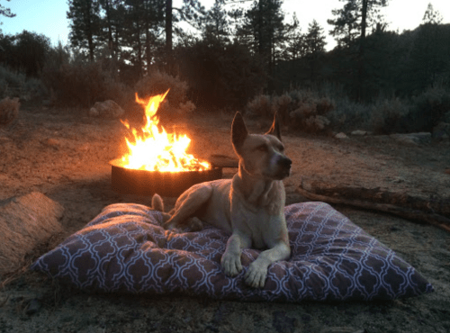 A dog relaxes on a cushion near a campfire in a forested area at dusk.