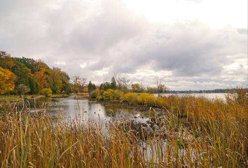A serene landscape featuring a calm waterway surrounded by tall grasses and autumn-colored trees under a cloudy sky.