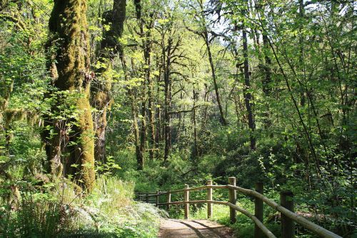 A winding path through a lush green forest, surrounded by tall trees and vibrant foliage.