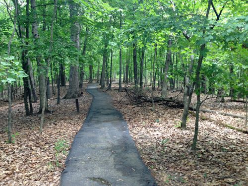A winding path through a lush green forest, surrounded by trees and scattered fallen leaves.