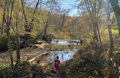 A person in a red shirt walks along a riverbank surrounded by autumn foliage and a small waterfall.