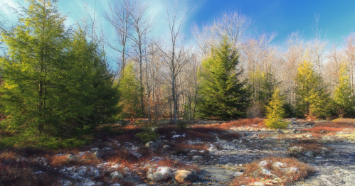 A serene forest scene with a mix of evergreen and bare trees under a bright blue sky, featuring rocky ground and patches of snow.