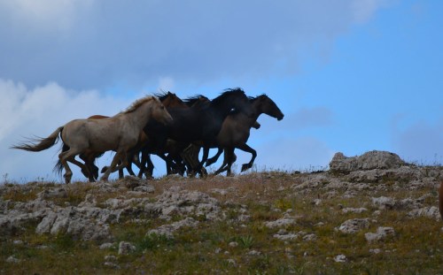 A group of horses gallops across a rocky landscape under a blue sky with scattered clouds.