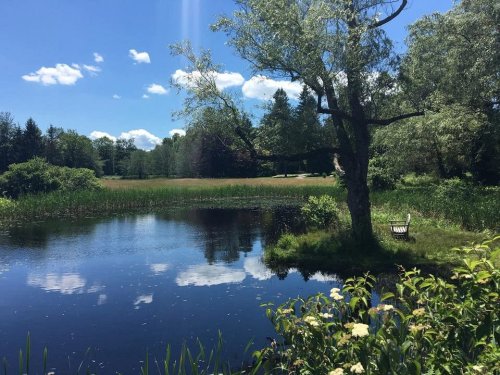 A serene pond surrounded by lush greenery and trees, with fluffy clouds reflecting on the water's surface.