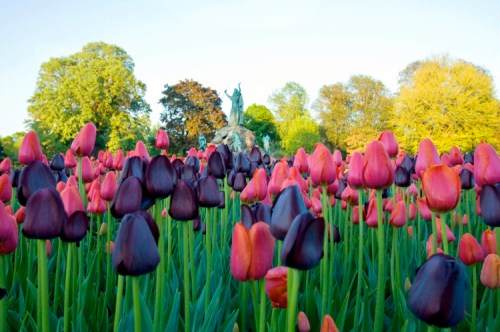 A vibrant field of red and purple tulips with lush green trees and a statue in the background under a clear blue sky.