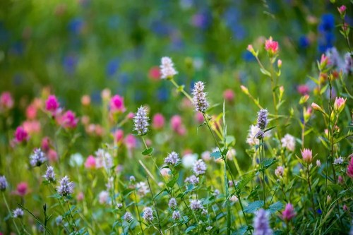 A vibrant field of wildflowers in various colors, including pink, purple, and white, against a blurred green background.