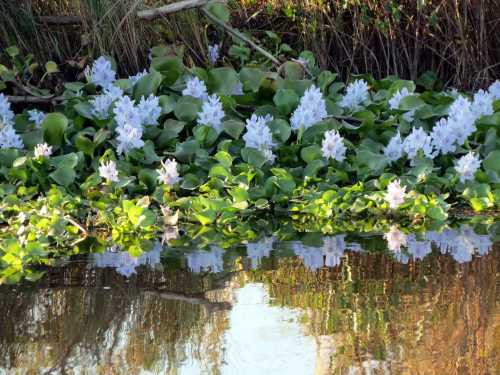 A serene water scene featuring lush green plants and clusters of white flowers, reflecting in the calm water below.