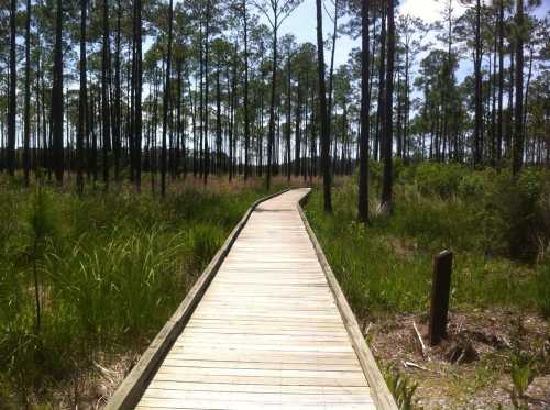 A wooden boardwalk winding through a lush, green forest with tall trees and grass on either side.