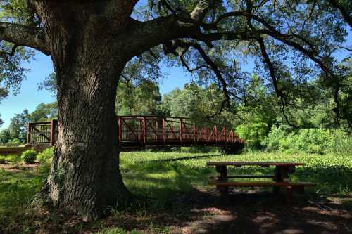 A large tree shades a picnic table near a wooden bridge surrounded by lush greenery under a clear blue sky.