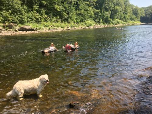 A dog stands by a river while people swim and play in the water, surrounded by lush greenery.