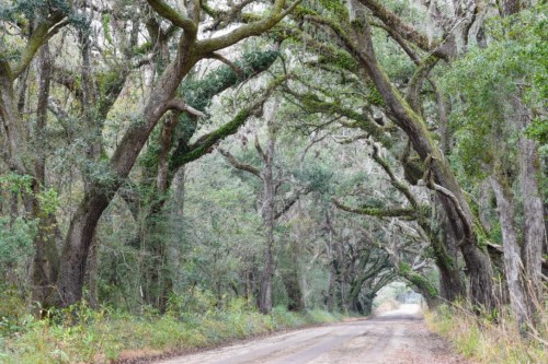 A dirt road lined with large, moss-covered trees creating a natural archway in a serene forest setting.