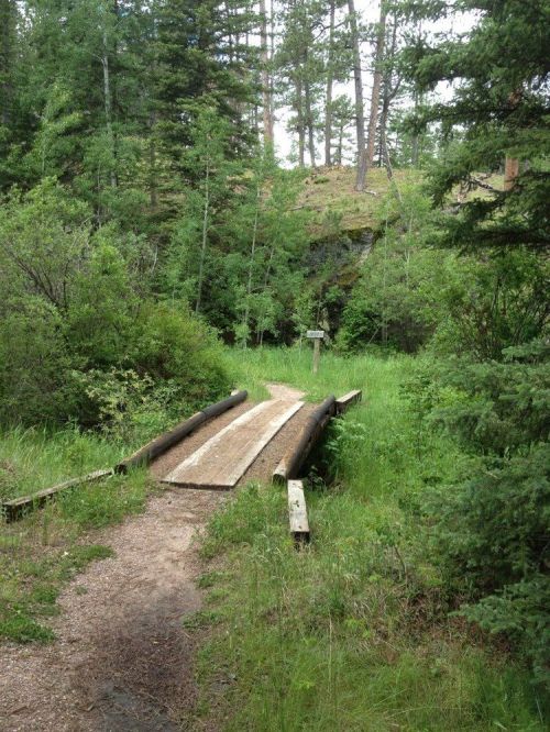 A wooden bridge over a small path surrounded by lush greenery and trees in a forested area.