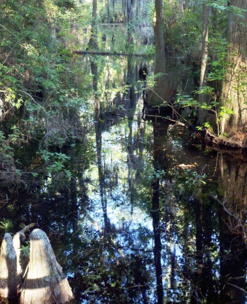 A serene swamp scene with dark water reflecting trees and greenery, surrounded by cypress stumps.