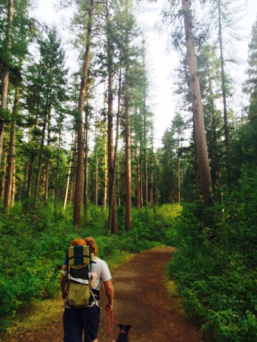 A person with a backpack walks a dog along a forest trail surrounded by tall trees and lush greenery.