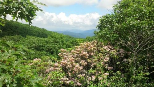 Lush green mountains under a cloudy sky, with blooming flowers in the foreground.