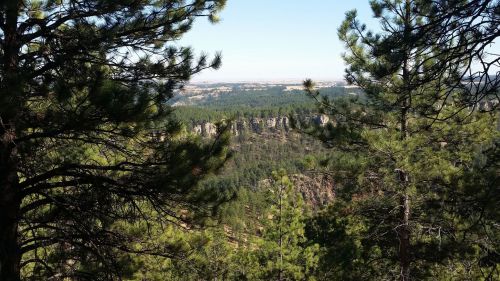 A scenic view of a forested landscape with rocky cliffs in the distance, framed by pine trees.