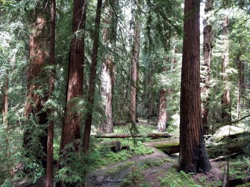 A serene forest scene featuring tall redwood trees, lush greenery, and dappled sunlight filtering through the leaves.