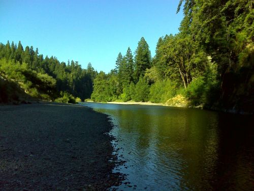 A serene river flows through a lush green forest under a clear blue sky.