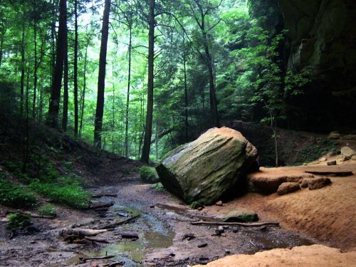 A serene forest scene with tall trees, a large rock, and a small stream running through a sandy area.