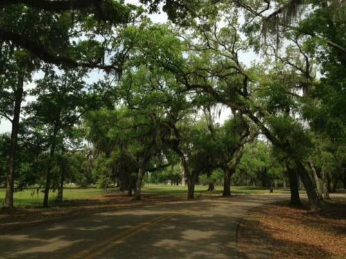 A winding road surrounded by lush green trees and Spanish moss, creating a serene, natural landscape.