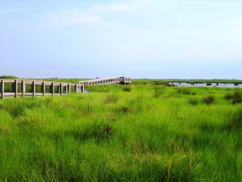 A wooden boardwalk stretches through lush green marshland under a clear blue sky.