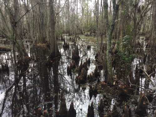 A serene swamp scene with cypress trees and their stilt-like roots emerging from dark water, surrounded by lush greenery.