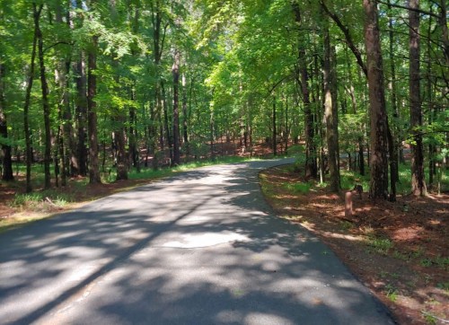 A winding road through a lush green forest, dappled sunlight filtering through the trees.