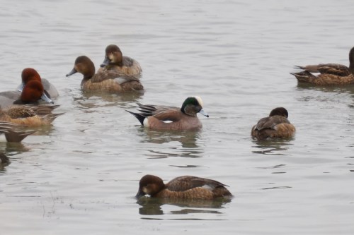 A group of ducks swimming in calm water, featuring a mix of brown and a distinctive green-headed duck.