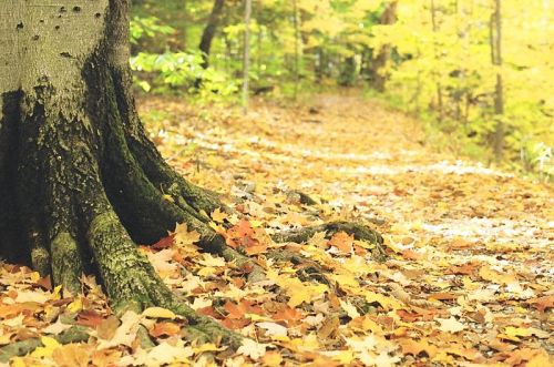 A tree trunk with exposed roots beside a path covered in colorful autumn leaves in a forest.