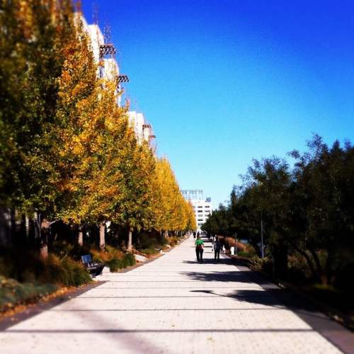 A tree-lined pathway with autumn foliage, leading towards a bright blue sky and distant buildings.