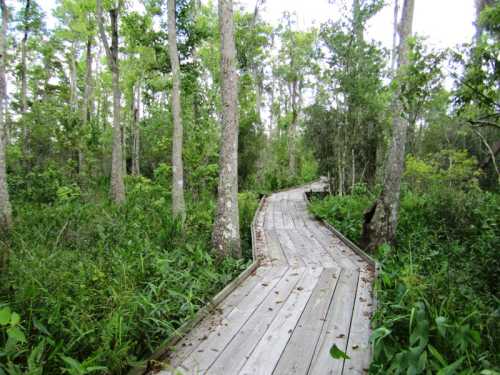 A winding wooden boardwalk through a lush green forest with tall trees and dense vegetation.