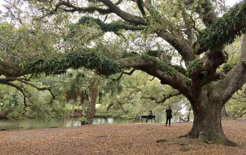 A large, leafy tree overhangs a serene park scene with a person standing near a piano by a calm waterway.