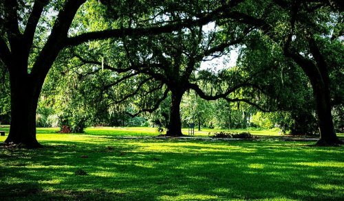 Lush green park with large trees draped in Spanish moss, casting shadows on the vibrant grass below.