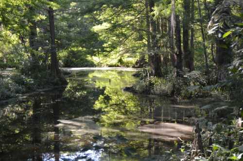 A serene forest scene with a calm, reflective pond surrounded by lush green trees and foliage.