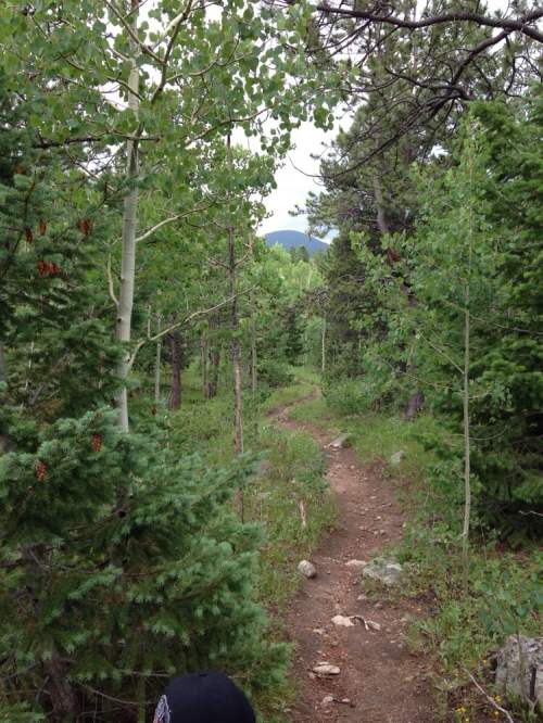 A narrow dirt path winds through a lush green forest with tall trees and scattered rocks.
