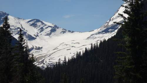 Snow-capped mountains rise above a dense forest of evergreen trees under a clear blue sky.