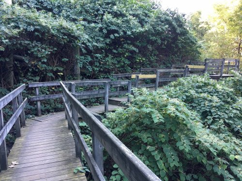 A wooden boardwalk winding through lush greenery and dense foliage in a natural setting.