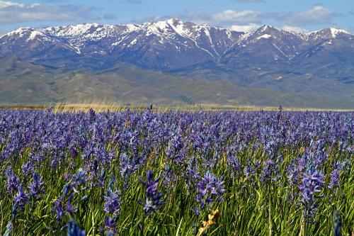A vibrant field of purple flowers in the foreground, with snow-capped mountains in the background under a clear blue sky.