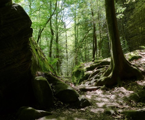 A serene forest scene with lush green trees, moss-covered rocks, and a winding path through the woods.