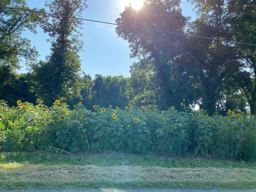 A field of sunflowers under a clear blue sky, surrounded by tall trees and sunlight shining through.