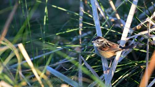 A small bird perched among tall grass and reeds, blending into its natural environment.