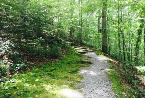 A serene forest path lined with lush greenery and moss, leading up stone steps in a tranquil natural setting.