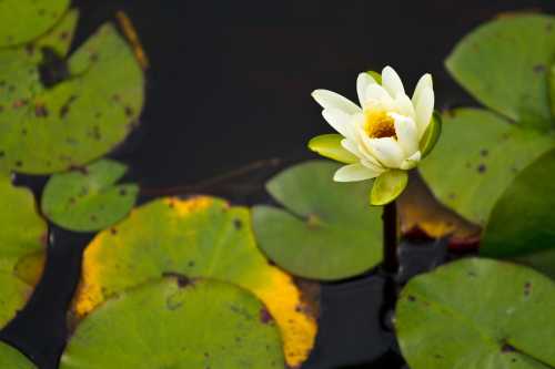 A white water lily blooms above dark water, surrounded by green lily pads with hints of yellow.