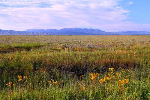 A vibrant meadow with wildflowers in the foreground and snow-capped mountains under a blue sky in the background.