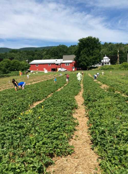 People picking strawberries in a sunny field with a red barn and green trees in the background.