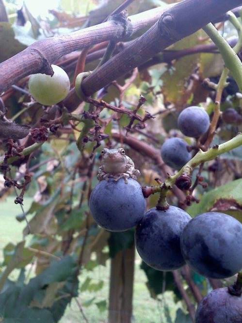 A small frog perched on a cluster of dark grapes among green leaves in a vineyard.