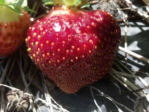 Close-up of a ripe red strawberry with tiny seeds, resting on a bed of straw.