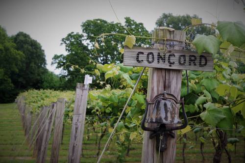 A vineyard with a sign reading "Concord" and a bell, surrounded by lush green grapevines and trees in the background.