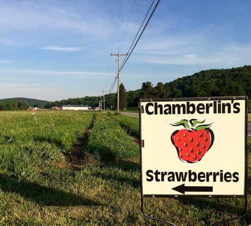 Sign for Chamberlin's Strawberries with a strawberry graphic, set in a field under a clear blue sky.